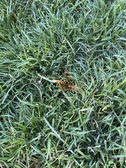 Megarhyssa macrurus icterosticta