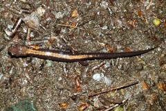 Plethodon shenandoah