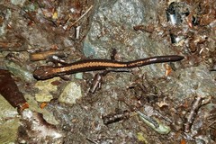 Plethodon shenandoah