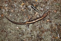 Plethodon shenandoah