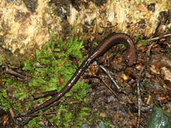 Plethodon shenandoah