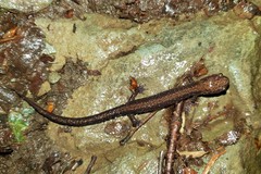 Plethodon shenandoah