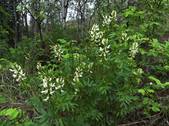 Astragalus williamsii