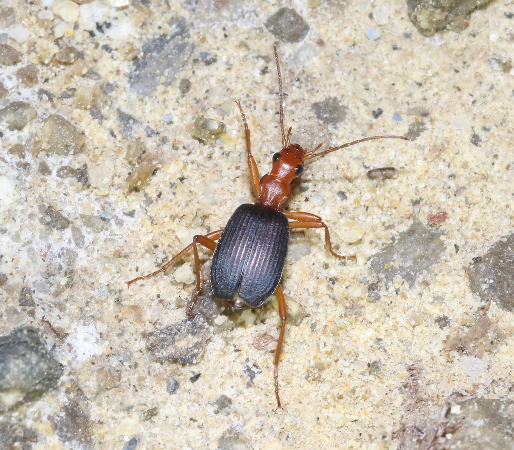 Brachinus costipennis