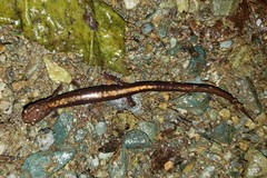 Plethodon shenandoah