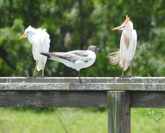 Leucophaeus atricilla megalopterus