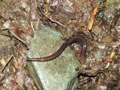 Plethodon shenandoah