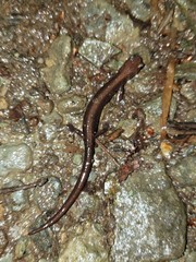 Plethodon shenandoah