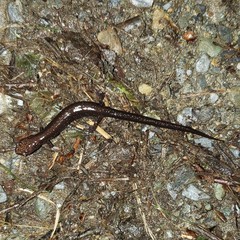 Plethodon shenandoah
