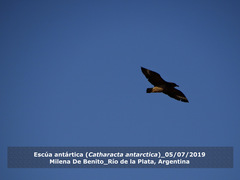 Stercorarius antarcticus