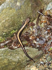 Plethodon shenandoah