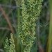 Rumex crispus fauriei - Photo (c) Nancy Lasiter, some rights reserved (CC BY-NC)