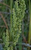 Rumex crispus fauriei - Photo (c) Nancy Lasiter, some rights reserved (CC BY-NC), uploaded by Nancy Lasiter