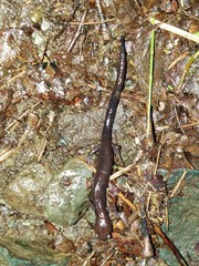 Plethodon shenandoah