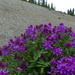 Mackenzie's Sweet-Vetch - Photo (c) Boris, some rights reserved (CC BY-NC), uploaded by Boris