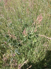 Rumex thyrsiflorus