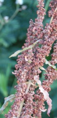 Rumex crispus fauriei