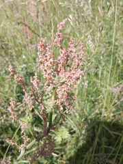 Rumex thyrsiflorus