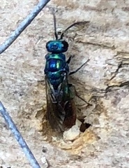 Chrysis fulgida