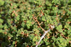 Ribes montigenum