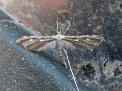 Hellinsia inquinatus