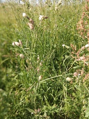 Silene latifolia alba