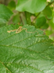 Stigmella villosella