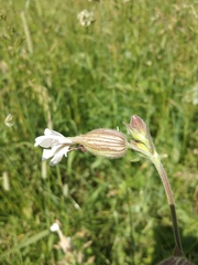 Silene latifolia alba