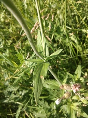 Silene latifolia alba