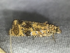 Olethreutes ferrolineana