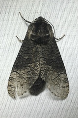 Acossus centerensis