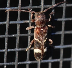 Psenocerus supernotatus
