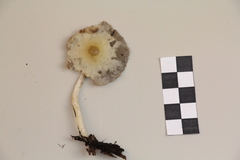 Psathyrella fatua