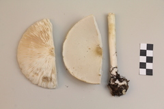 Melanoleuca strictipes