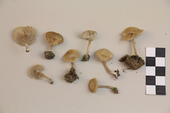 Pseudolaccaria pachyphylla