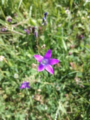 Campanula patula