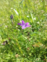 Campanula patula