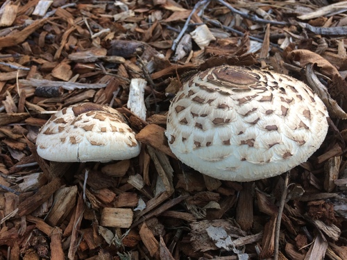 Shaggy Parasol