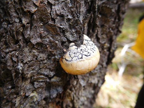 Veiled Polypore (Cryptoporus volvatus)