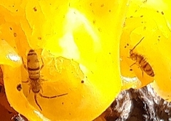 Entomobrya atrocincta