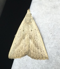 Macrochilo louisiana