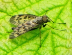 Rhagio punctipennis