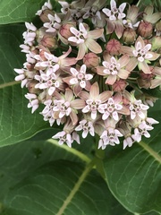 Asclepias syriaca