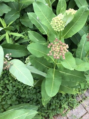 Asclepias syriaca