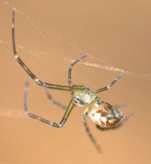 Leucauge dromedaria
