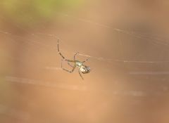 Leucauge dromedaria