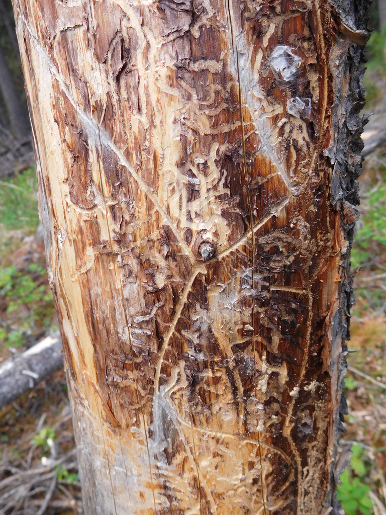 pine engraver