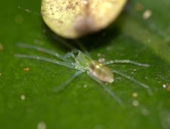 Paradictyna rufoflava