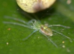 Paradictyna rufoflava