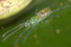 Paradictyna rufoflava